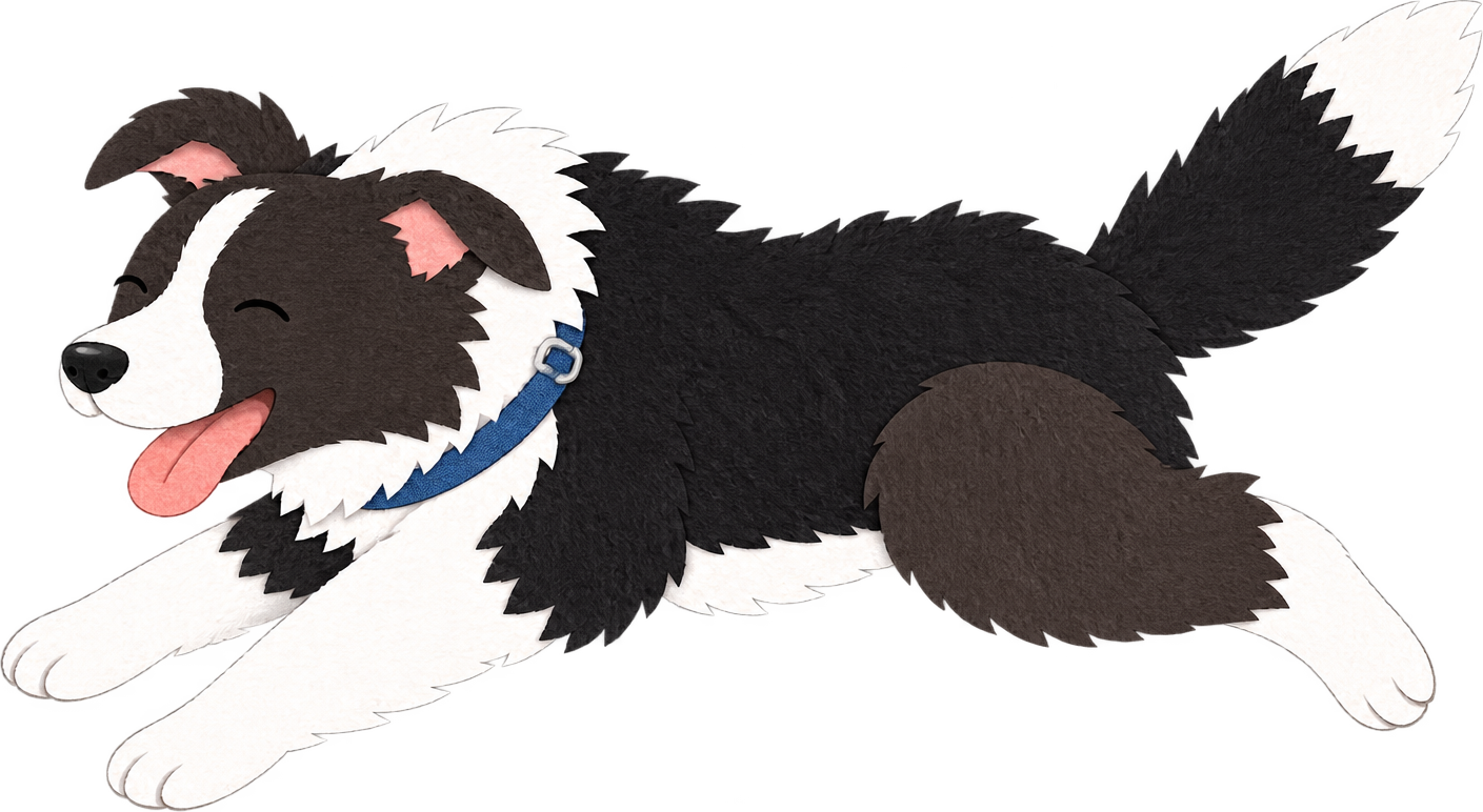 Border collie